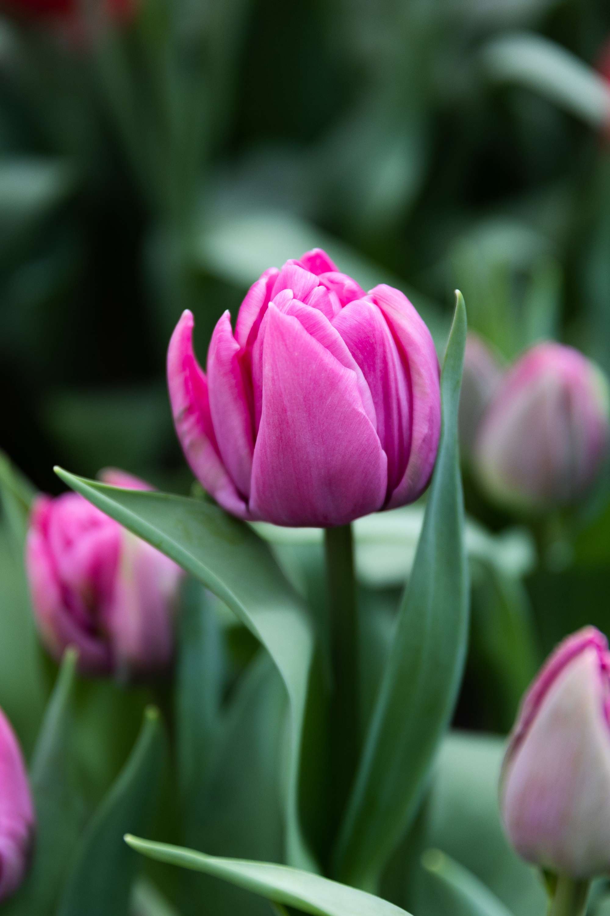 Tulpe 'Double You'